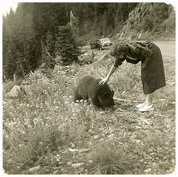 Olive petting a bear