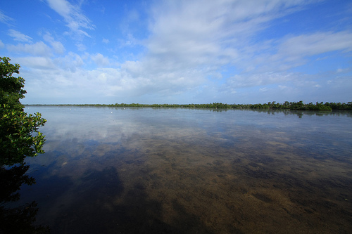 mangroves