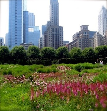 unlikely flowers growing in a city