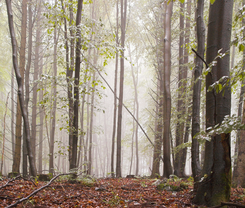 Trees and rain