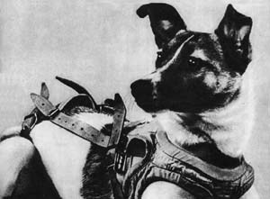 Image of Laika