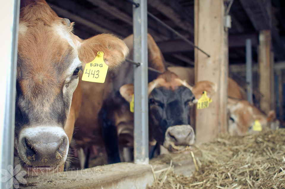 Cow faces